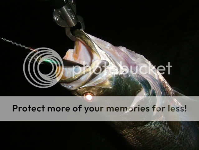 DSCF6668.jpg