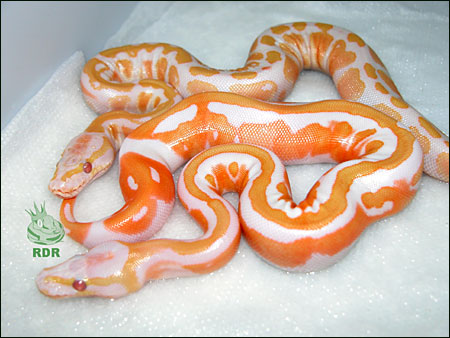 05_clutch_93_hatched_4.jpg