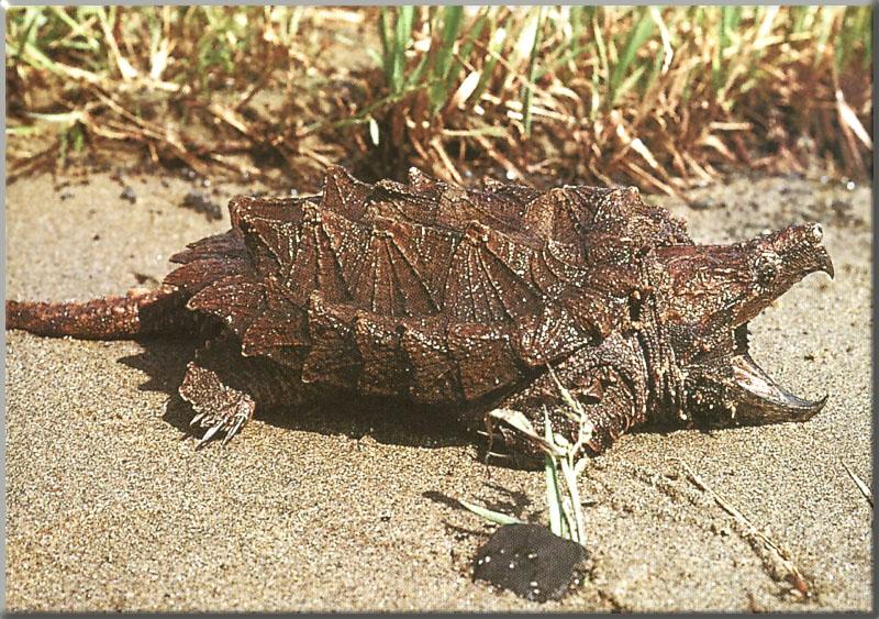 AlligatorSnappingTurtle_01-Barking_on_sand.JPG