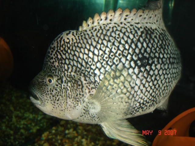 DSC00060.jpg