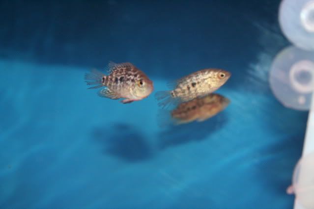 0001-7.jpg