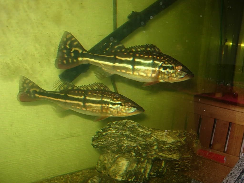 Bass62907008.jpg