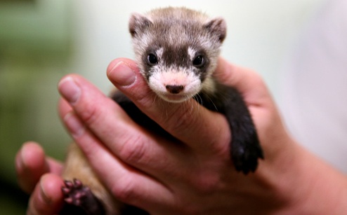 black%20footed%20ferret.jpg