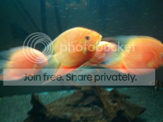 DSC09017.jpg