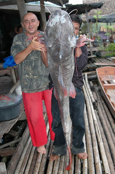 h_wyckioides9.jpg