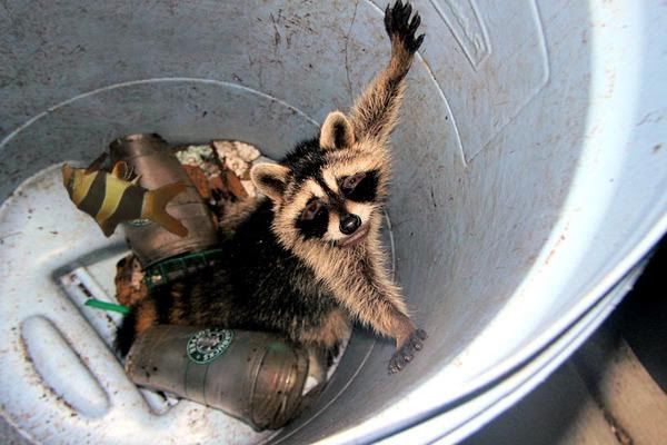 raccoonneo.jpg