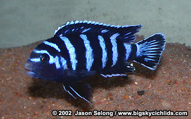 Pdemasoni1.jpg