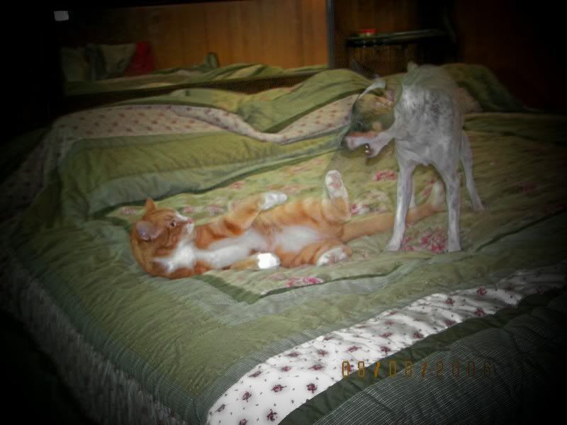 dogcat.jpg