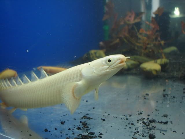 DSC08651.jpg