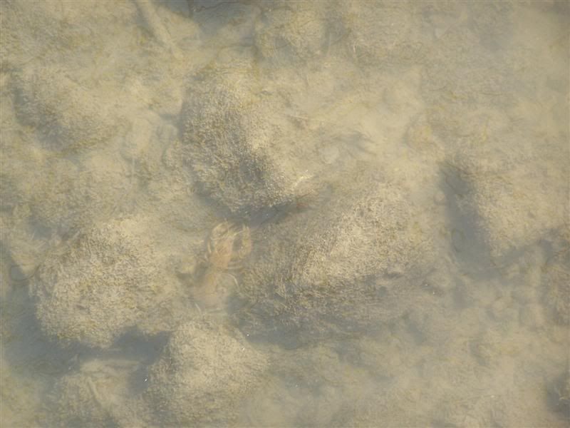 100_3295Medium.jpg