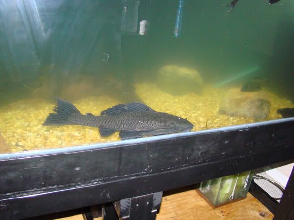 plec3.jpg