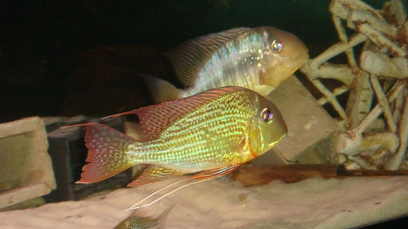 apisto069.jpg