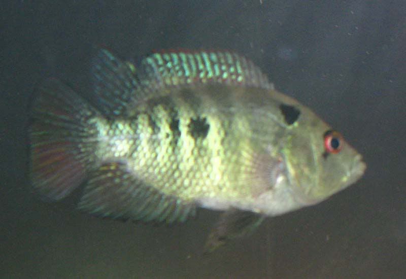 trimaca2.jpg