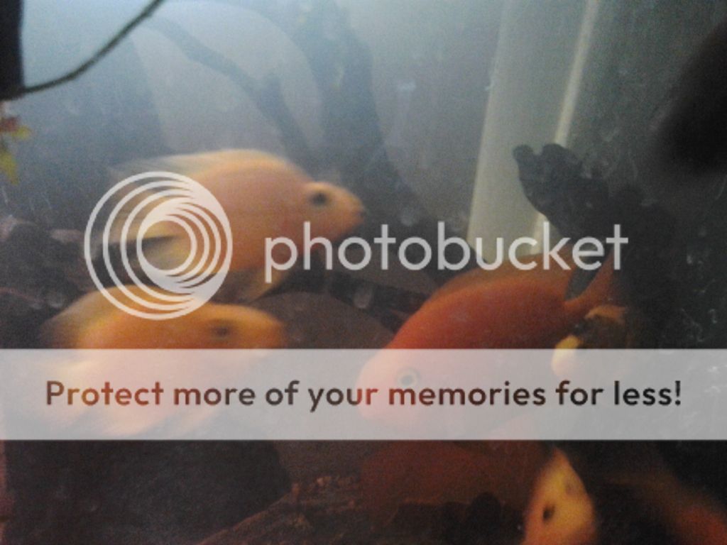 2011-11-08112827.jpg