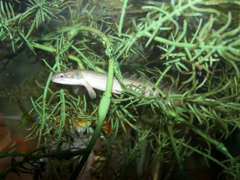 polypterus36.jpg