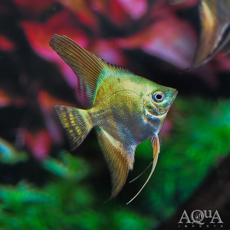 www.aqua-imports.com