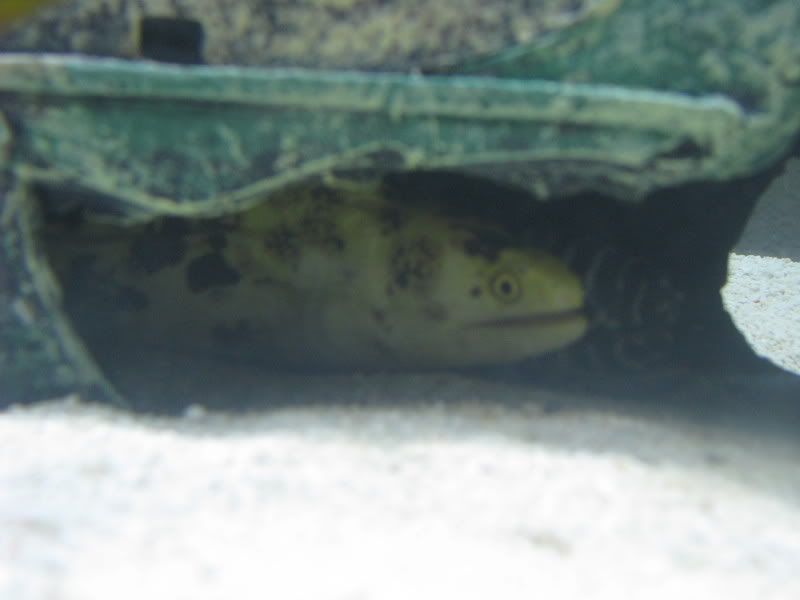 aquariumApril5085.jpg