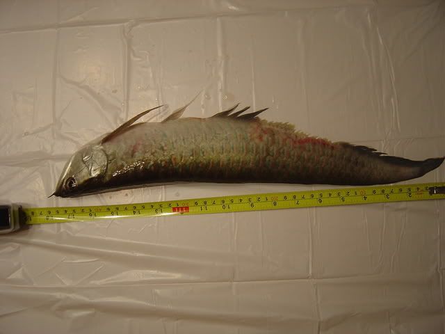 DSC04114.jpg