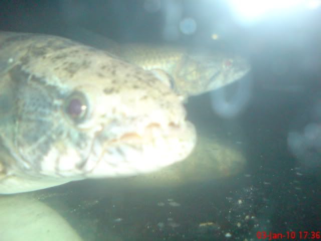 DSC00351-1.jpg