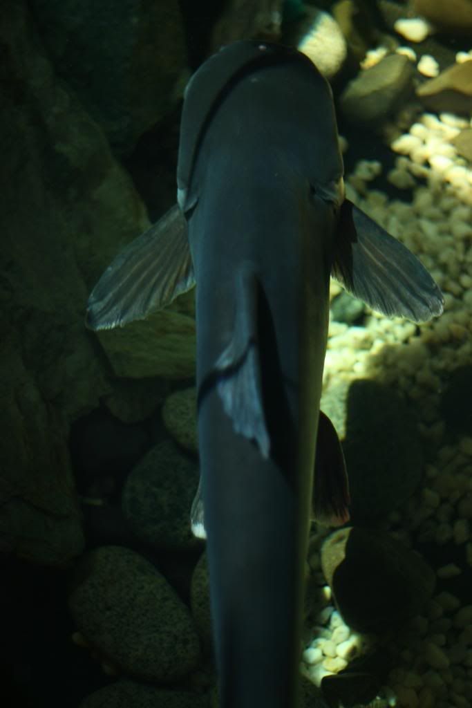 FishFishFish003.jpg