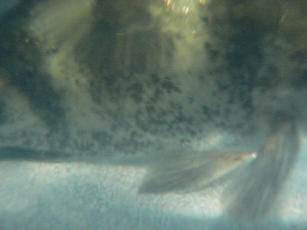 P1050346.jpg