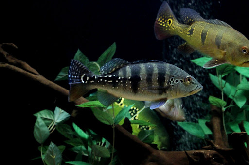 azul%20%282%29.JPG