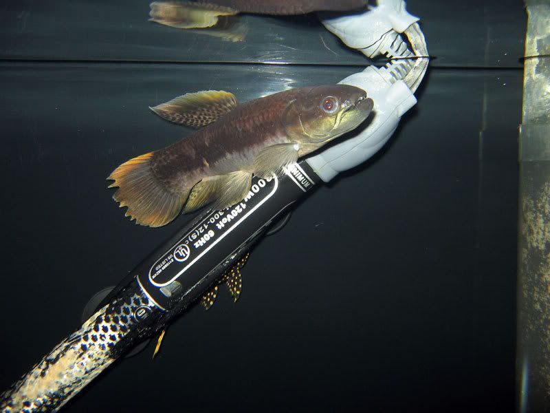 Red-Wolf-Fish-251.jpg