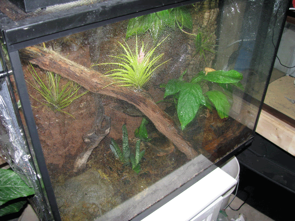 Crested-Tank4.gif