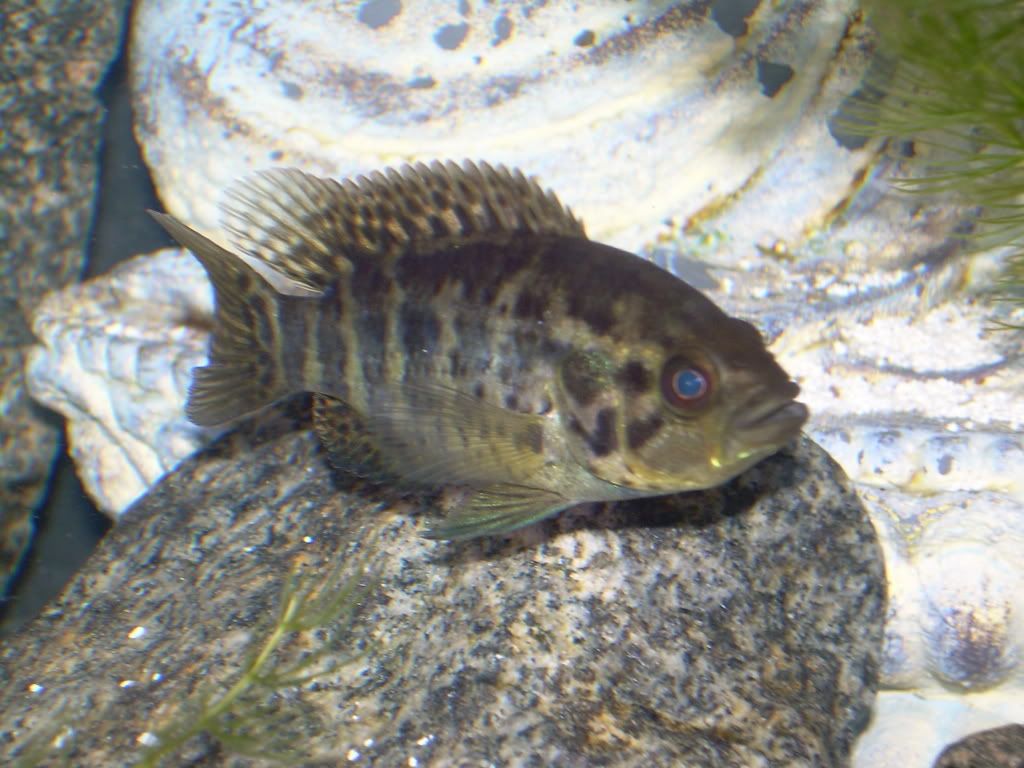 DSCN1261.jpg