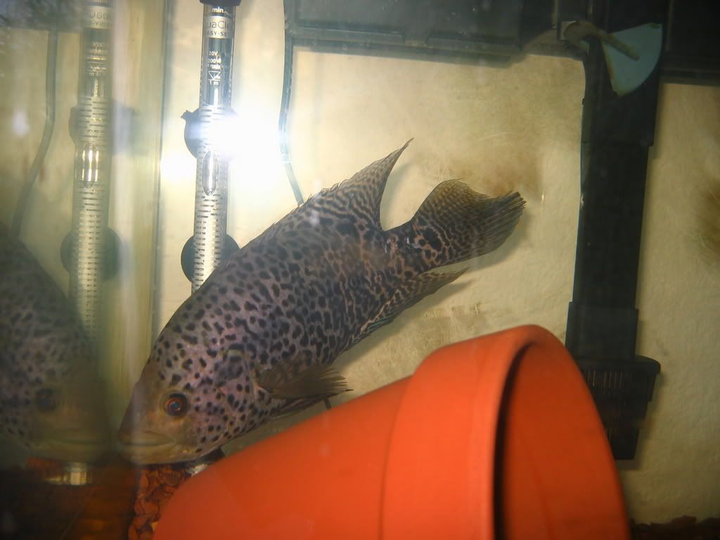 fish049.jpg