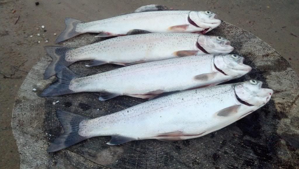 trout_zpsdc7f583e.jpg