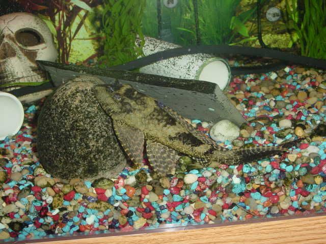 L083gibbicepsPleco03.jpg