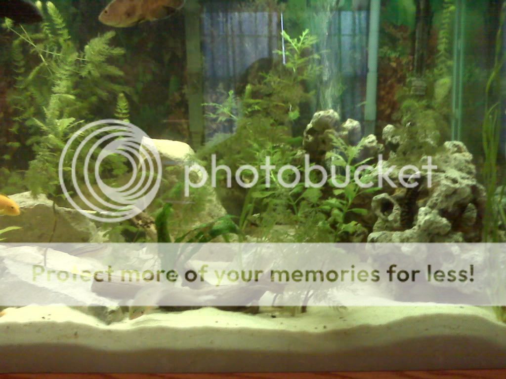 IMG00164-20101229-1207.jpg