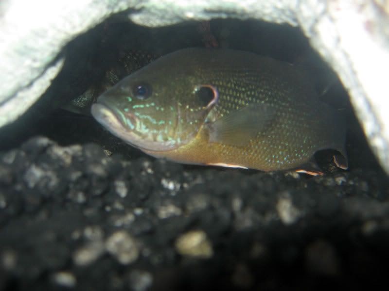 Green-Sunfish-2.jpg