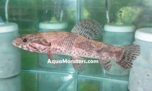 22cm_aimara_Tapajos.JPG