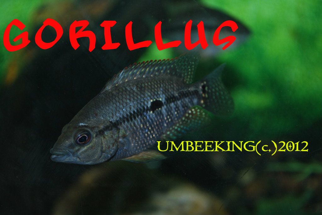 GORILLUSF-1147.jpg