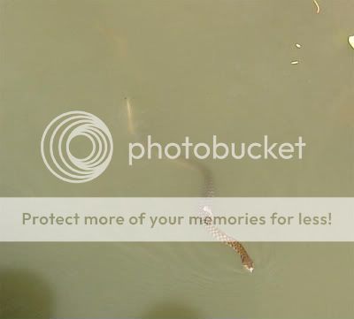 s1.jpg
