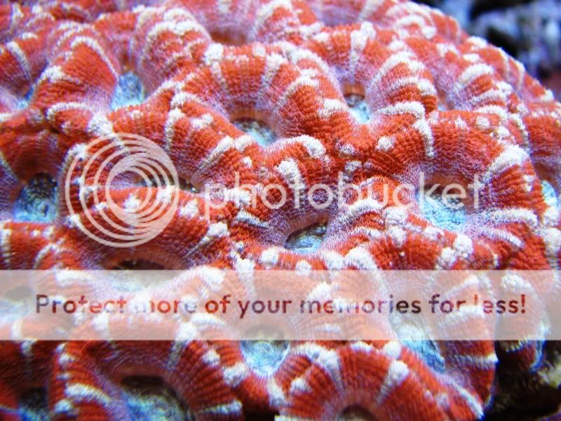 acanthastrea.jpg