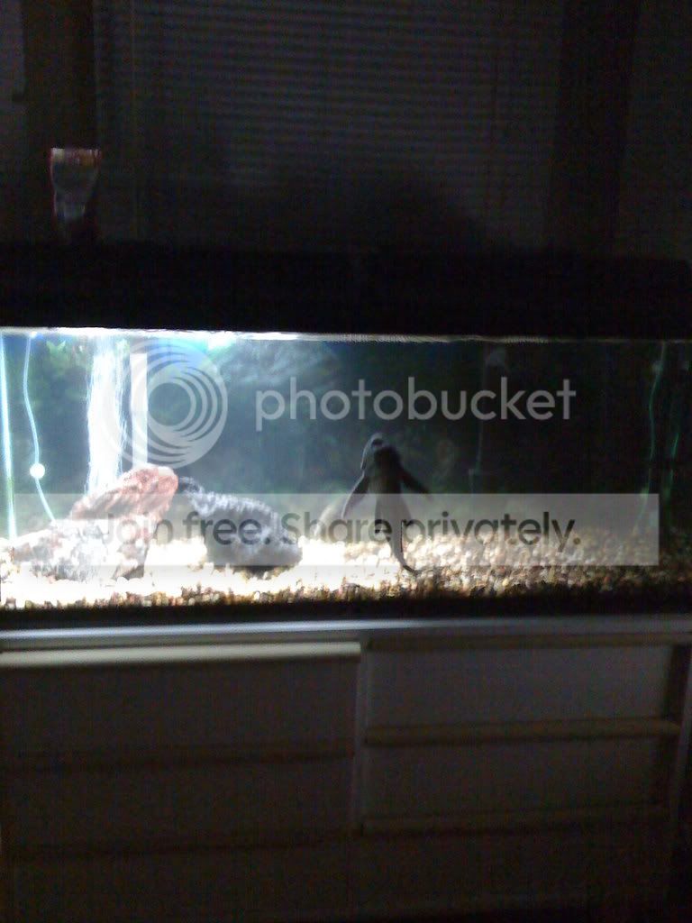 Fish003.jpg