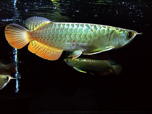 King249043.jpg