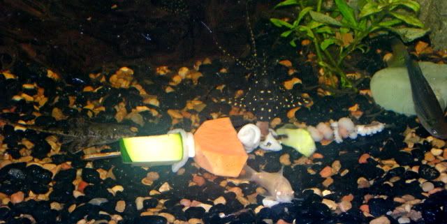 DSCN2597.jpg