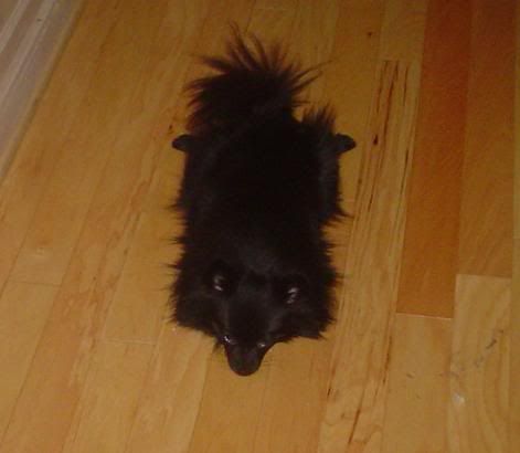 5-4-06086-ReganRug.jpg
