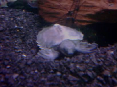 IMG00013-20100512-1558.jpg