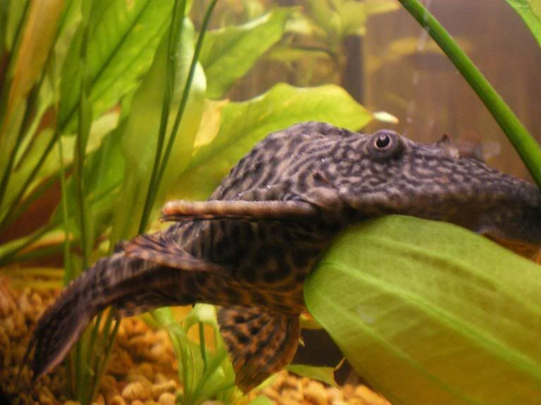 Pleco3.jpg