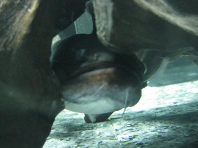 Gulpers4012.jpg