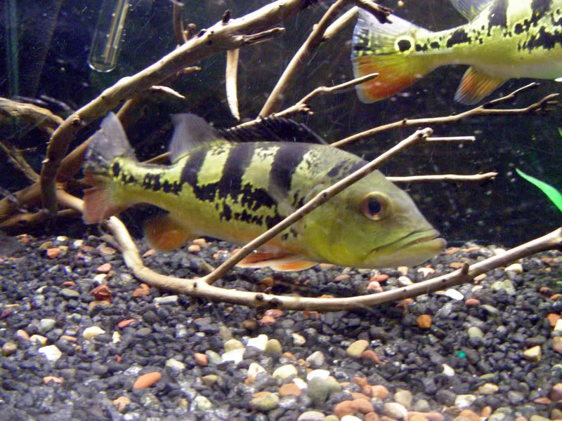 DSCN1487.jpg