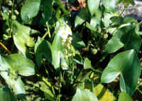 Sagittaria.jpg
