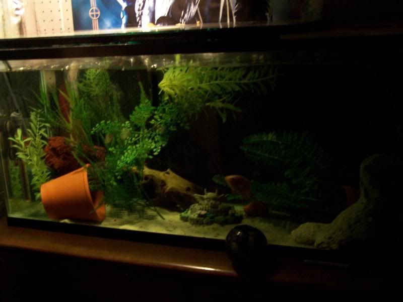100_5037Medium.jpg
