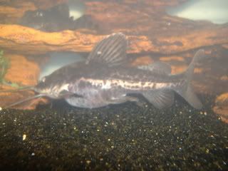 bigbelly039.jpg