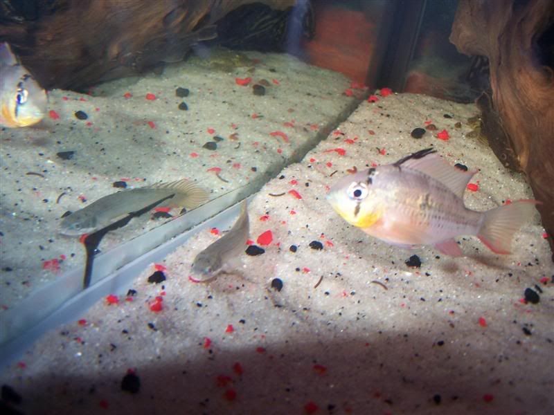 polypterus9.jpg